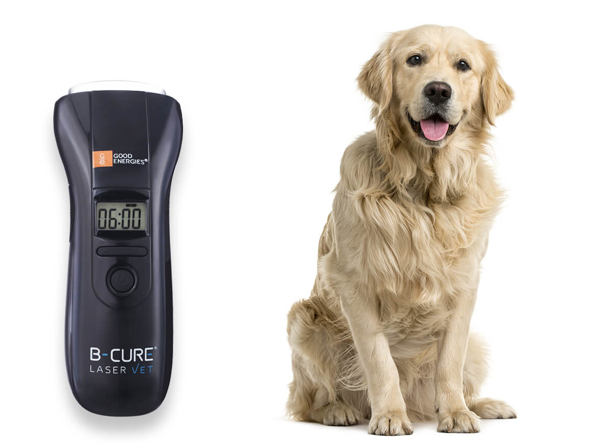10 B-cure Laser Vet Review 2023 - Buyer's Guide